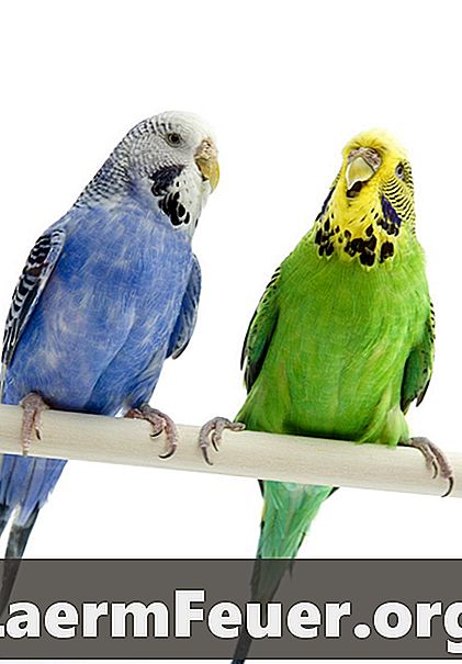 Proč bojují moji australští papoušci?