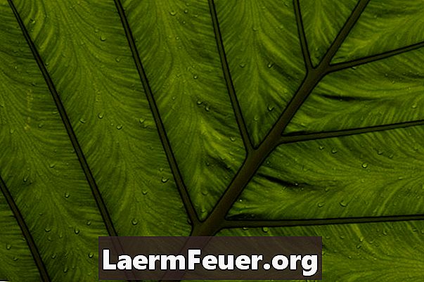Пестициди за листни въшки