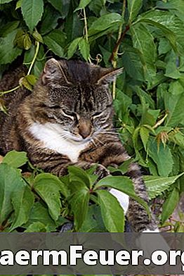 Essbare Pflanzen für Katzen