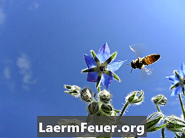 Plante care resping curentele și albinele