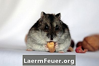 Lungebetændelse i hamstere