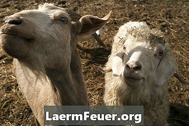 Môžete dať vermifuge pre kozu, ktorá je dojčenie?