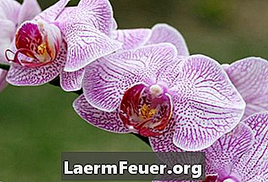 Sort rot i orkideer