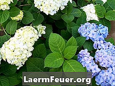 Як довго цвітуть гортензії?