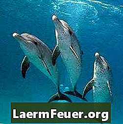 Як довго може дельфін затримати дихання?