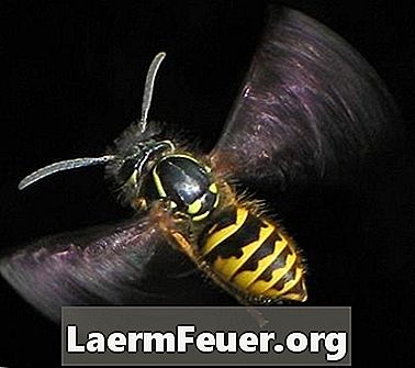Per quanto tempo ancora le vespe morte pungono?