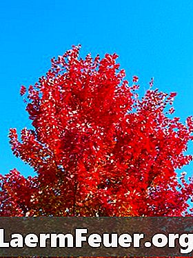 Hvorfor blir trebladene røde i høst?
