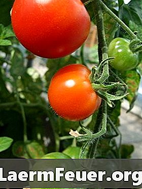 Hvorfor bliver tomatens blade gult og døende?
