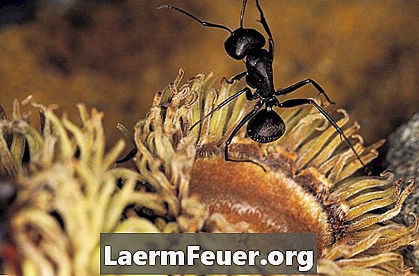 Почему муравьи ходят кругами?