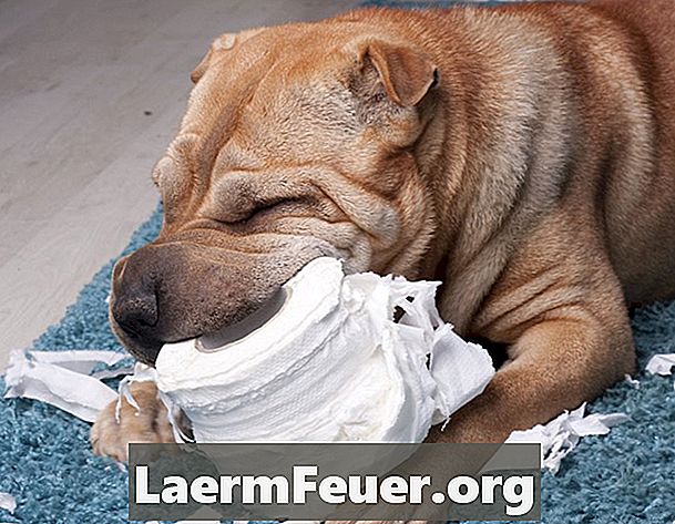 Miért eszik a kutyám WC-papírt?