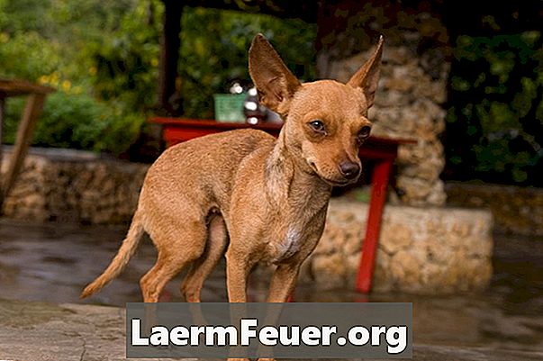 Početna lijekovi za probleme kože Chihuahua