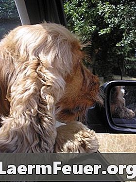 ¿Por qué los perros se burlan en el coche?