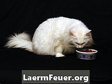 猫はなぜ胆汁を吐くのですか？
