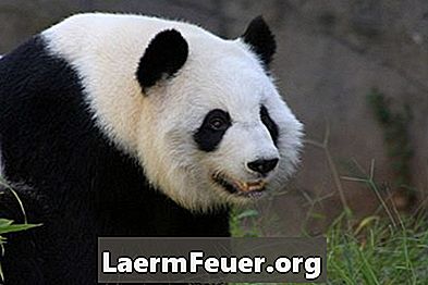 Mengapa panda gergasi terancam kepupusan?