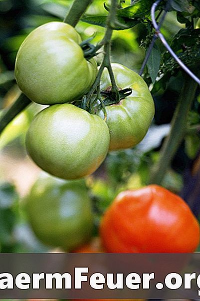 Perché i pomodori non maturano su una vite?
