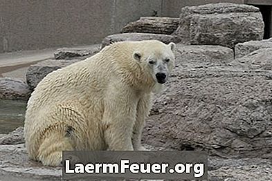 Por que ursos polares são canhotos?