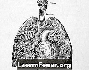 Fordi høyre lunge har tre lober og venstre to?
