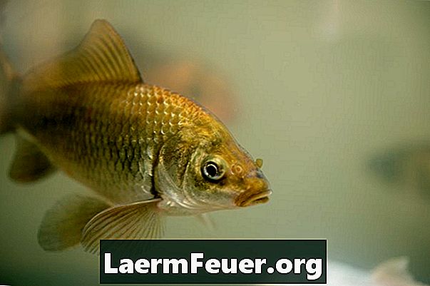 Πώς να μειώσετε την αλκαλικότητα του νερού στα ιαπωνικά ενυδρεία ψαριών