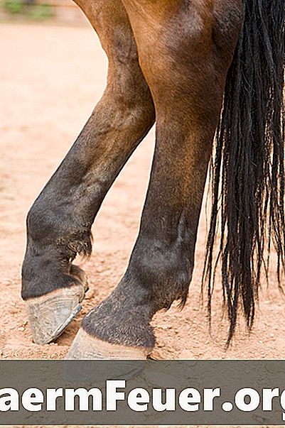المشاكل والأمراض في بدن الخيول