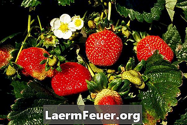 Løvproblemer i jordbærplantager