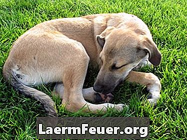 Kodu õiguskaitsevahendid aneemia korral koertel