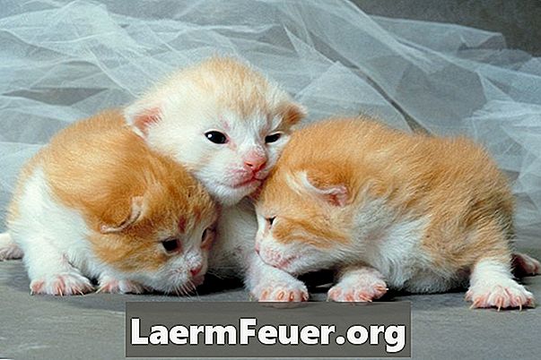 Καθημερινές διαδικασίες για νεογέννητα γατάκια