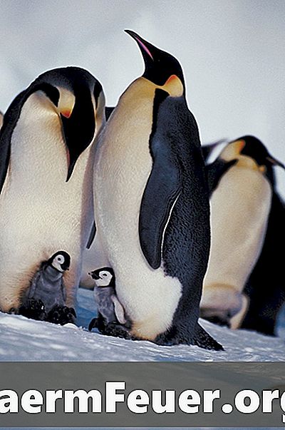Processo di accoppiamento di pinguini-imperatori