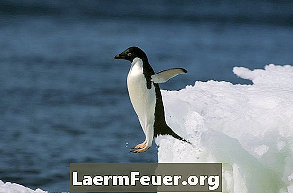 Skoleprojekt om habitat for en pingvin