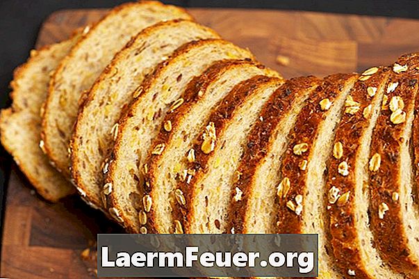 Expériences scientifiques avec des moisissures sur du pain blanc et du pain de blé entier