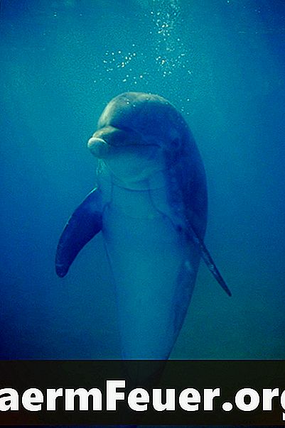 אילו התאמות עוזרות לדולפין לחיות בבית הגידול שלו?