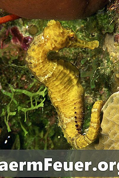 Jakie zwierzęta żywią się konikami morskimi?