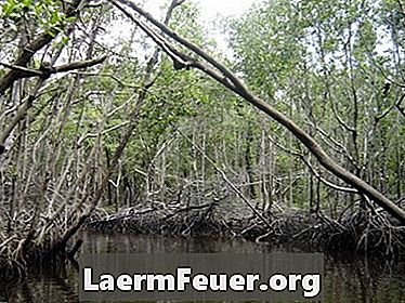 Quais animais você pode encontrar em pântanos de água salgada na Flórida?