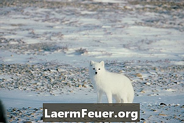 Hva er miljøtruslene mot tundraen?