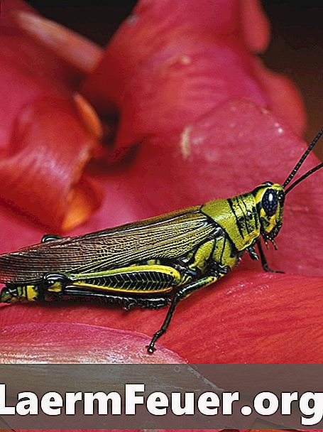 Hjem Remedies for Locust Control