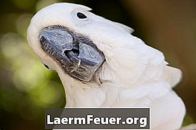 Cosa causa lipomi negli uccelli?