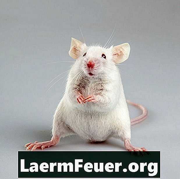 Vad luktar hatar råttor?