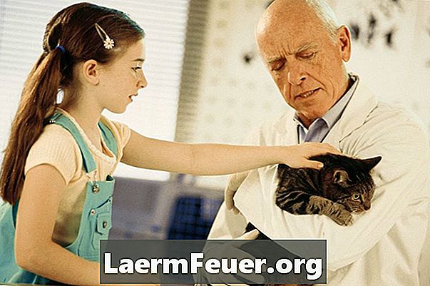 Welche Krankheiten verursachen bei Katzen Haarausfall?