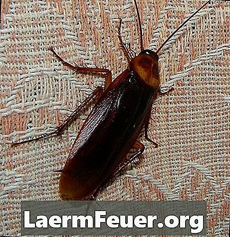 Hvilke arter av kakerlakker flyr?
