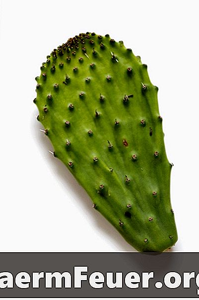 Hvilke arter av kaktus er spiselige?