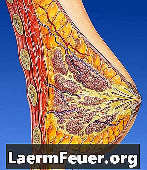ما هي الهرمونات المسؤولة عن نمو الثدي؟