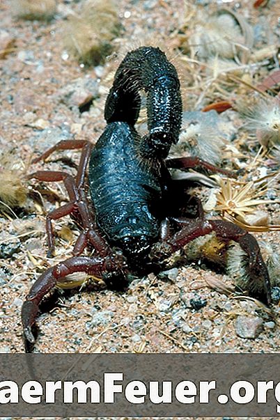 Jak wyciąć ogon skorpiona
