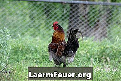 Quali sono i vantaggi di avere un gallo insieme alle galline ovaiole?