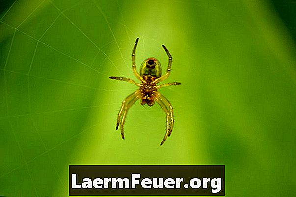 Was bewirkt ein brauner Spinnenbiss?