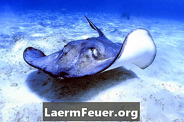 Kādi ir interesanti fakti par jūras biomu?