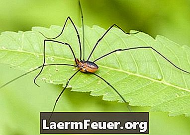 Jaká jsou nebezpečí pavoukovců?