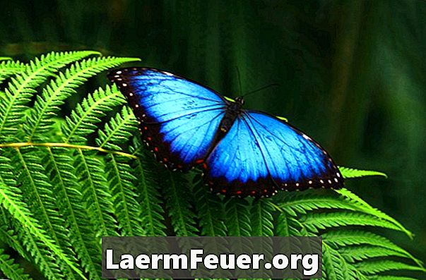 Faits sur le papillon bleu Morpho pour les enfants