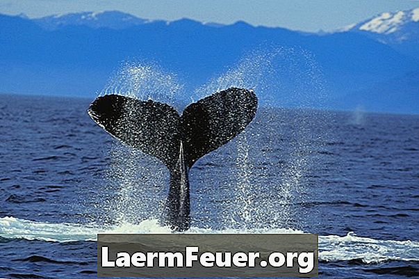 Quais são as causas para baleias estarem ameaçadas de extinção