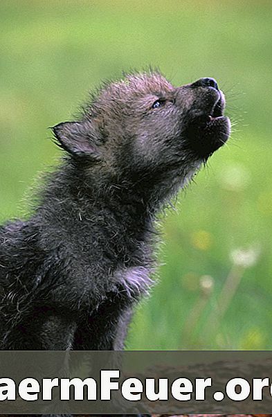 ¿Cuáles son las razas de perro más cercanas a los lobos?