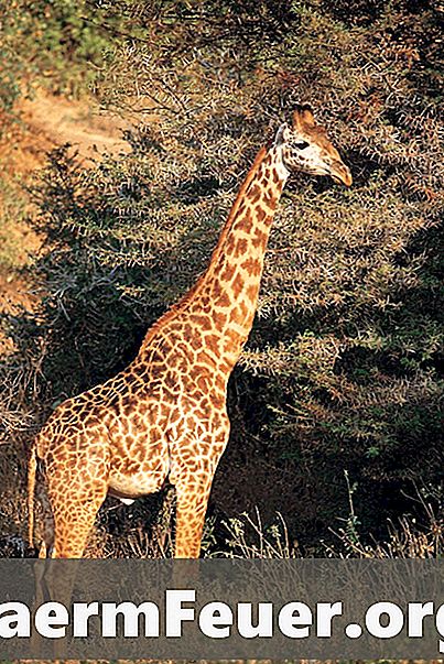 Vad är raserna av giraffer?