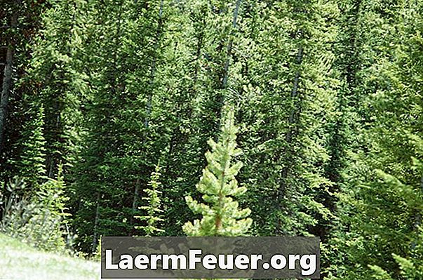 Care sunt avantajele ciclului de viață al coniferului?